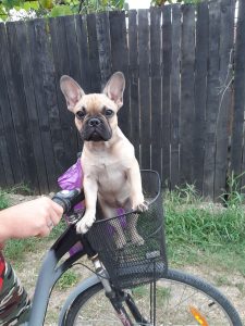 lugosan claudia loredana