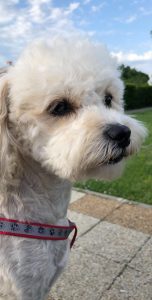 oprea alina cristina