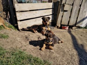 andriescu hajnal loredana