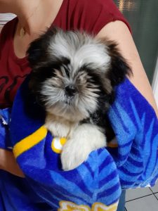 vilcu alexandra ottis