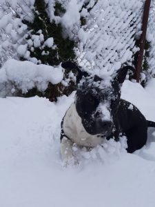 agrigoroaei olimpiu marian