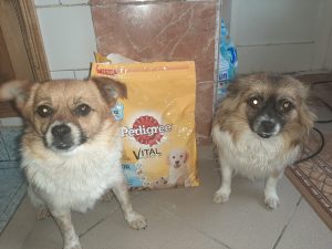 iorgulescu ionela karina