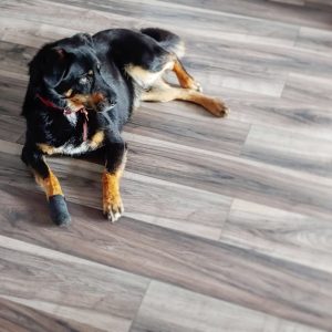 cr can alexandra ioana