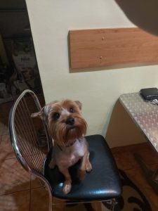 cr ciunescu oana claudia