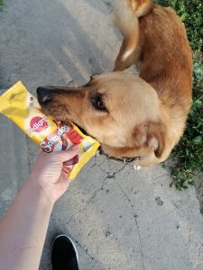 tender bulearca carmen marilena